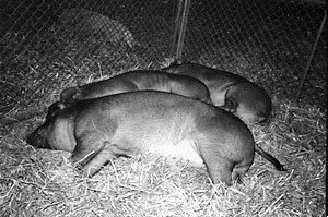swine repaired  - such as they are